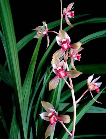 【上】适合新手莳养，性价比非常高的建兰品种介绍。