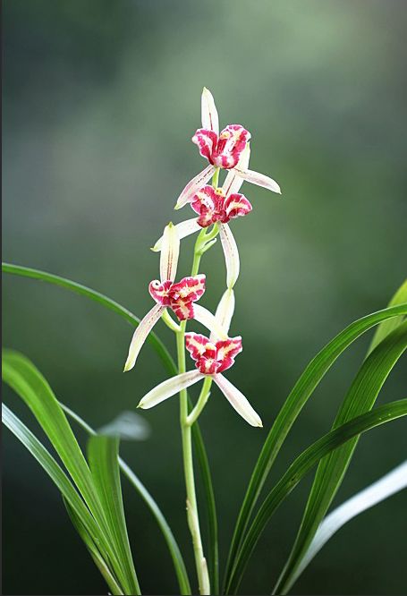 【上】适合新手莳养，性价比非常高的建兰品种介绍。