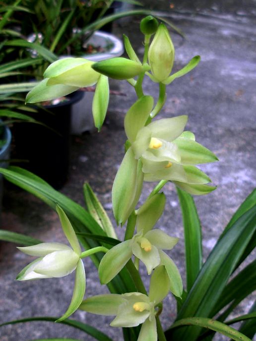 【上】适合新手莳养，性价比非常高的建兰品种介绍。