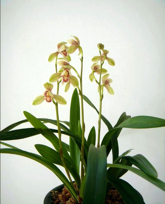 【上】适合新手莳养，性价比非常高的建兰品种介绍。