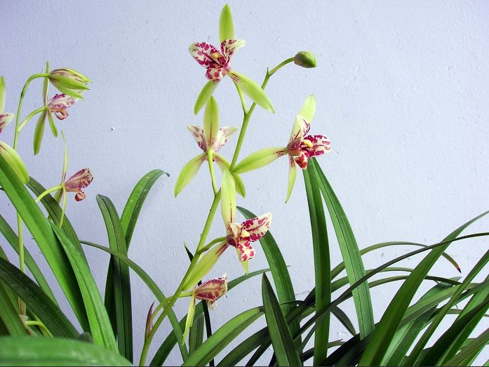 【上】适合新手莳养，性价比非常高的建兰品种介绍。