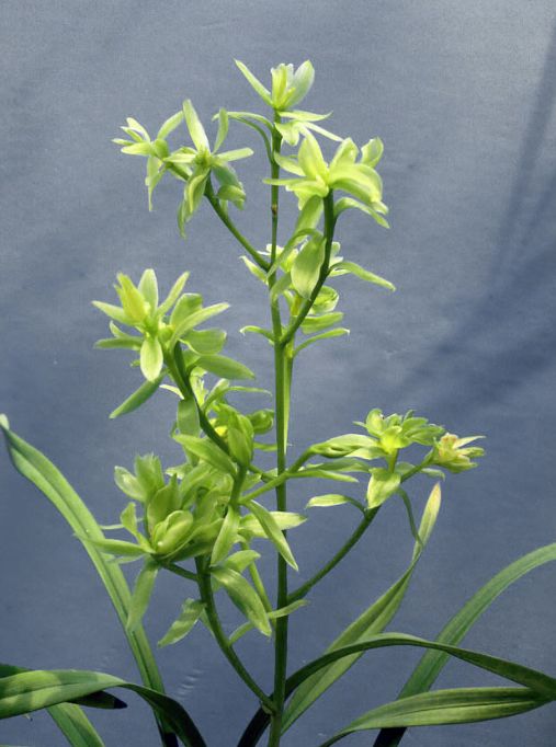 【上】适合新手莳养，性价比非常高的建兰品种介绍。