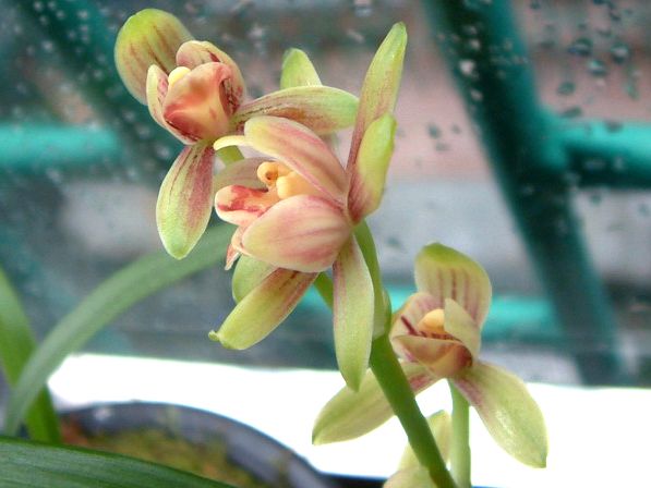 【上】适合新手莳养，性价比非常高的建兰品种介绍。