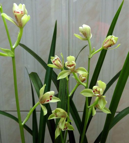 【上】适合新手莳养，性价比非常高的建兰品种介绍。