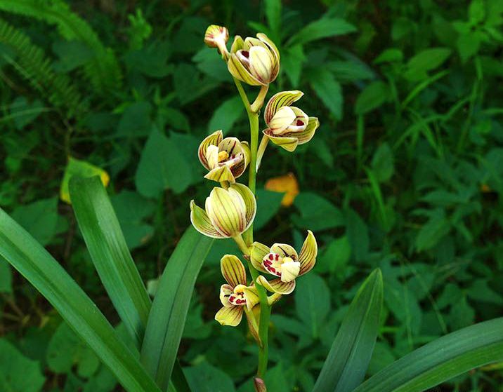 【上】适合新手莳养，性价比非常高的建兰品种介绍。