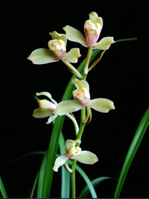 【上】适合新手莳养，性价比非常高的建兰品种介绍。