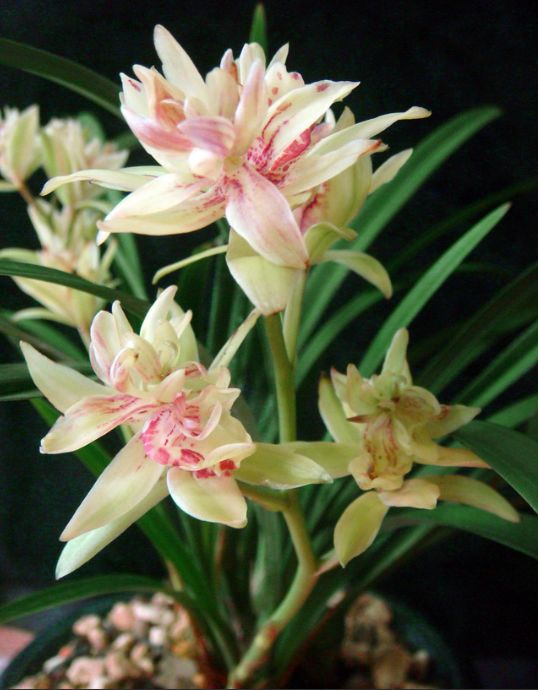 【上】适合新手莳养，性价比非常高的建兰品种介绍。