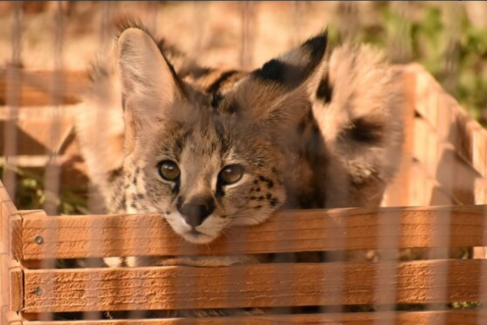 快到锅里来 草原萌兽 薮猫的可爱睡颜 沪江日语 微信公众号文章阅读 Wemp