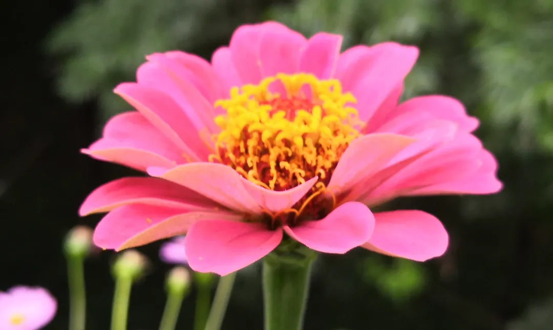 什么是电极导管经导管三尖瓣置换术治疗电极导线相关三尖瓣反流临床疗效的多中心回顾性队列研究_https://www.jmylbn.com_新闻资讯_第19张