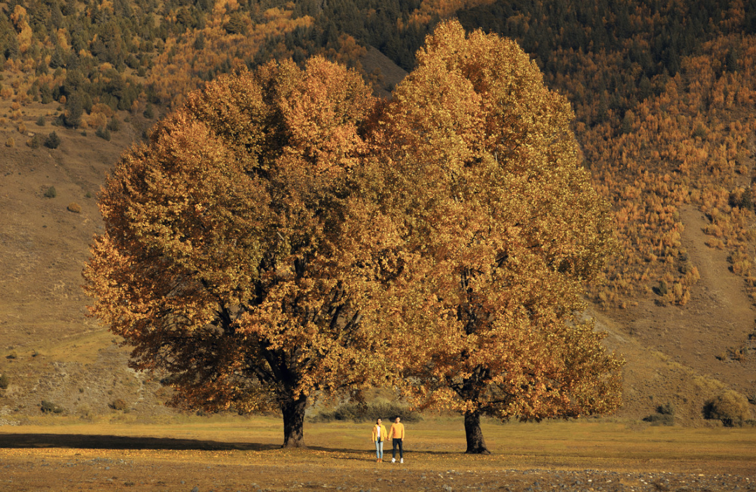 紫微斗数 | 命盘看哪些人天生事业心强