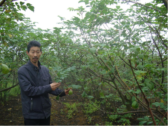 刘红卫专栏：吴茱萸低价还会持续多久？