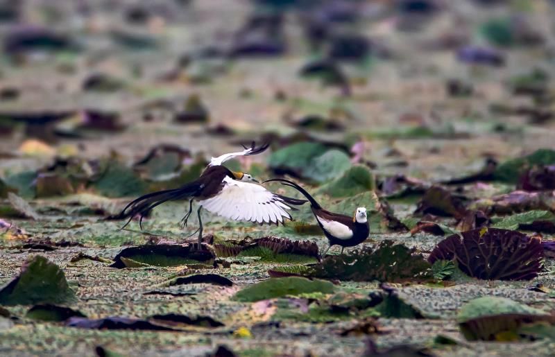 【关注】惊叹!全国珍稀罕见的"凌波仙子",在鼎湖这里被拍到了!