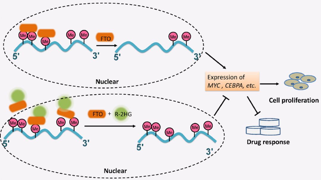 肿瘤研究热点--rna m6a甲基化修饰