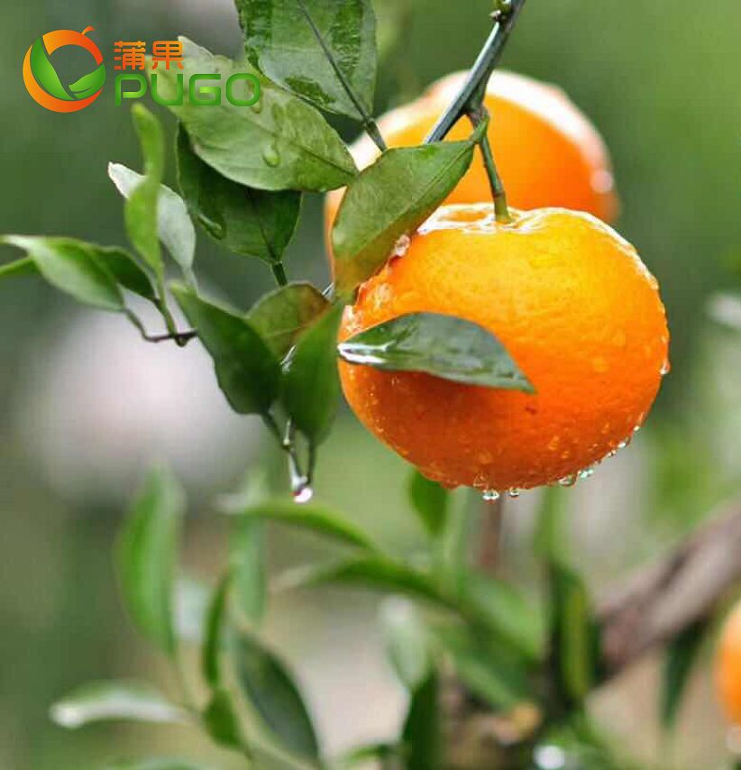 春见（耙耙柑）的起源