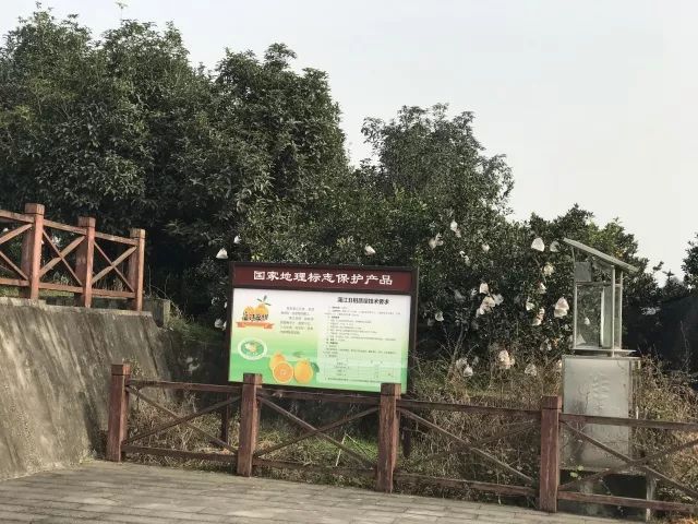 春见（耙耙柑）的起源