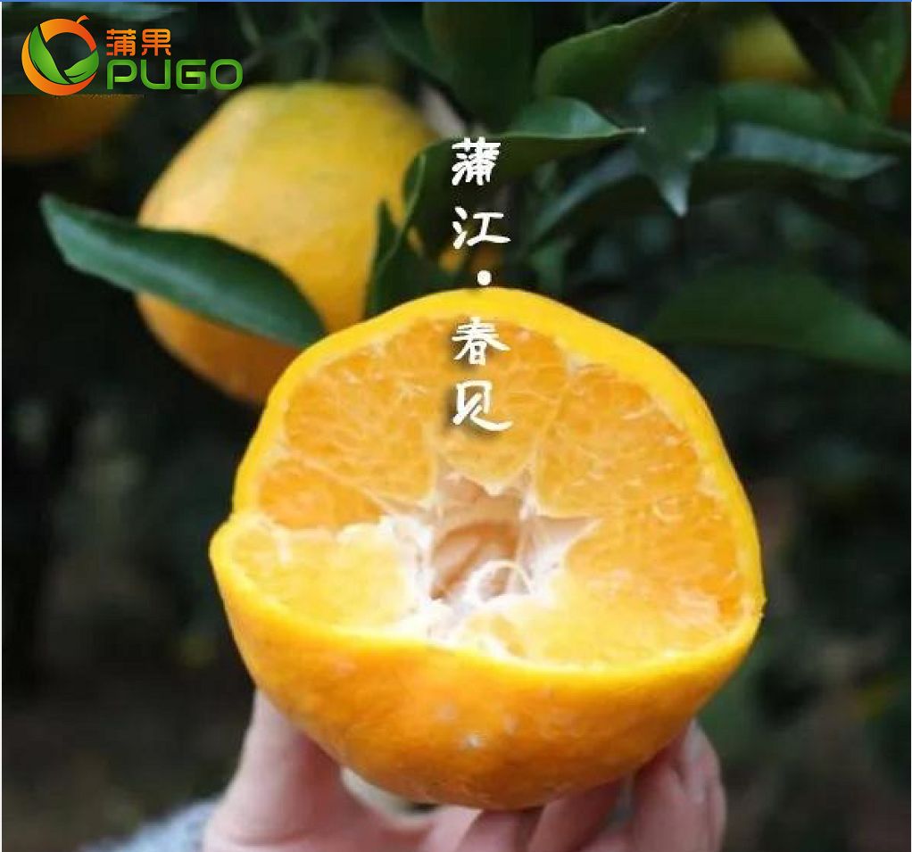 春见（耙耙柑）的起源