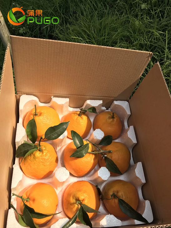 春见（耙耙柑）的起源