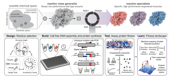 &ldquo;开挂&rdquo;的酶工程：不养细胞、不熬夜，如何用CFPS技术3天内完成百种酶筛选？