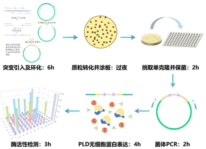 &ldquo;开挂&rdquo;的酶工程：不养细胞、不熬夜，如何用CFPS技术3天内完成百种酶筛选？