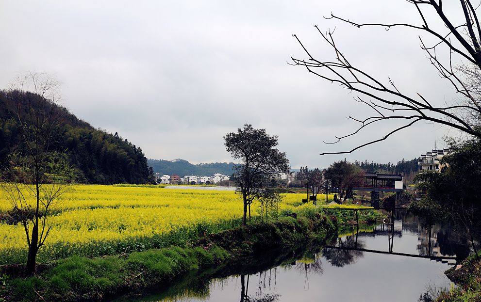 婺源解封了，油菜花也開了 旅遊 第18張