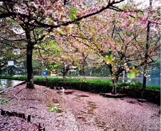 最近的天氣非非非非非常適合去武漢看櫻花。 旅遊 第3張