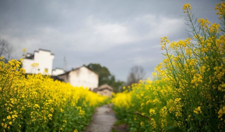 婺源解封了，油菜花也開了 旅遊 第20張