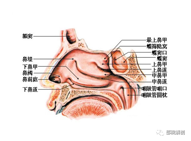 鼻腔与鼻炎，速来了解