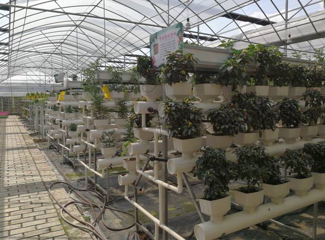 u型槽质栽培 利用u型塑料材质进行基质栽培,外型美观档次高,各种叶菜