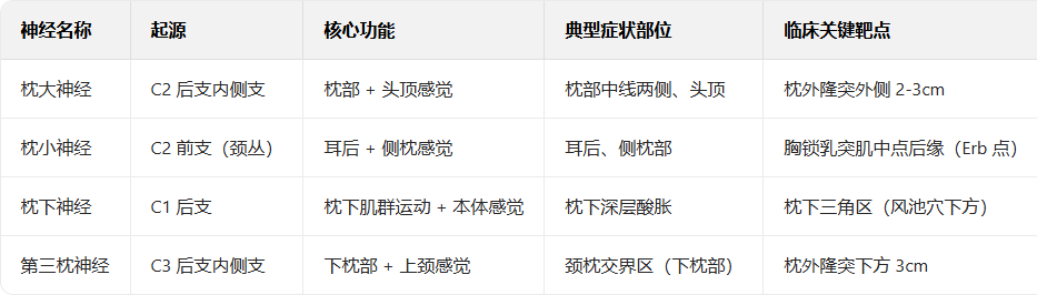 枕后4条神经：枕大、枕小、枕下及第三枕神经
