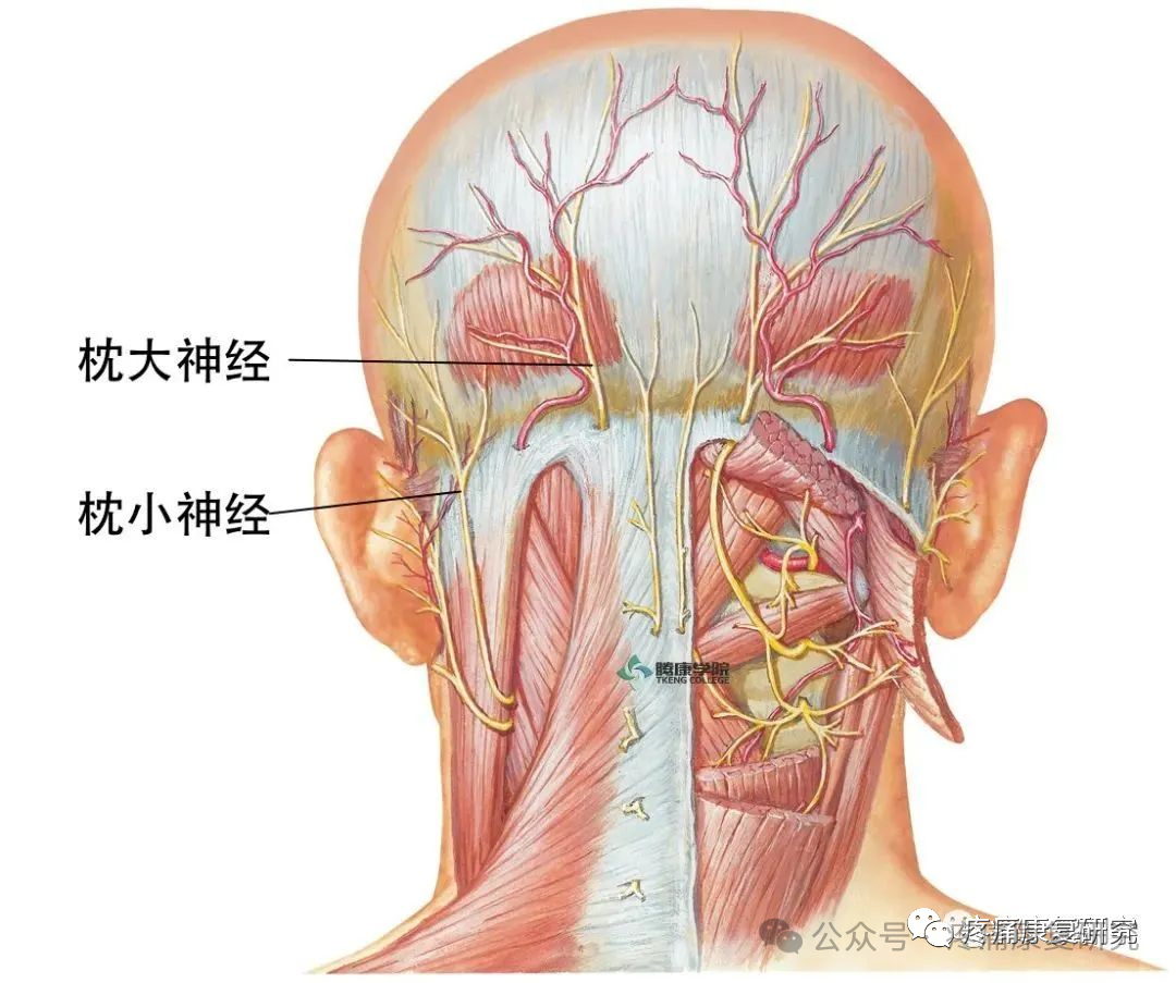 枕后4条神经：枕大、枕小、枕下及第三枕神经