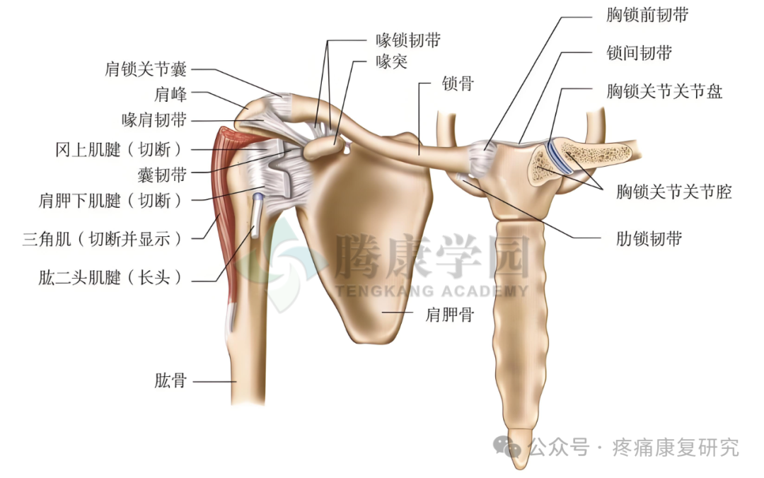 【神经反射疗法】肩痛的必治点