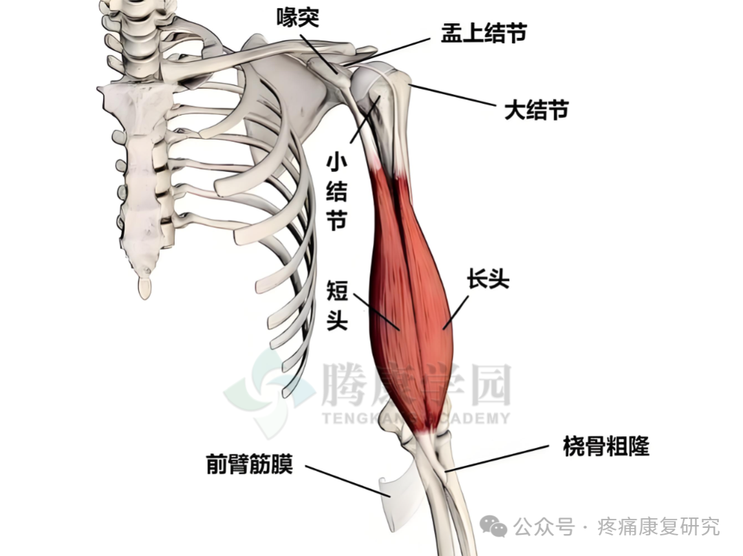 【神经反射疗法】肩痛的必治点