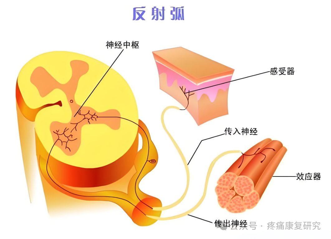 【神经反射疗法】肩痛的必治点
