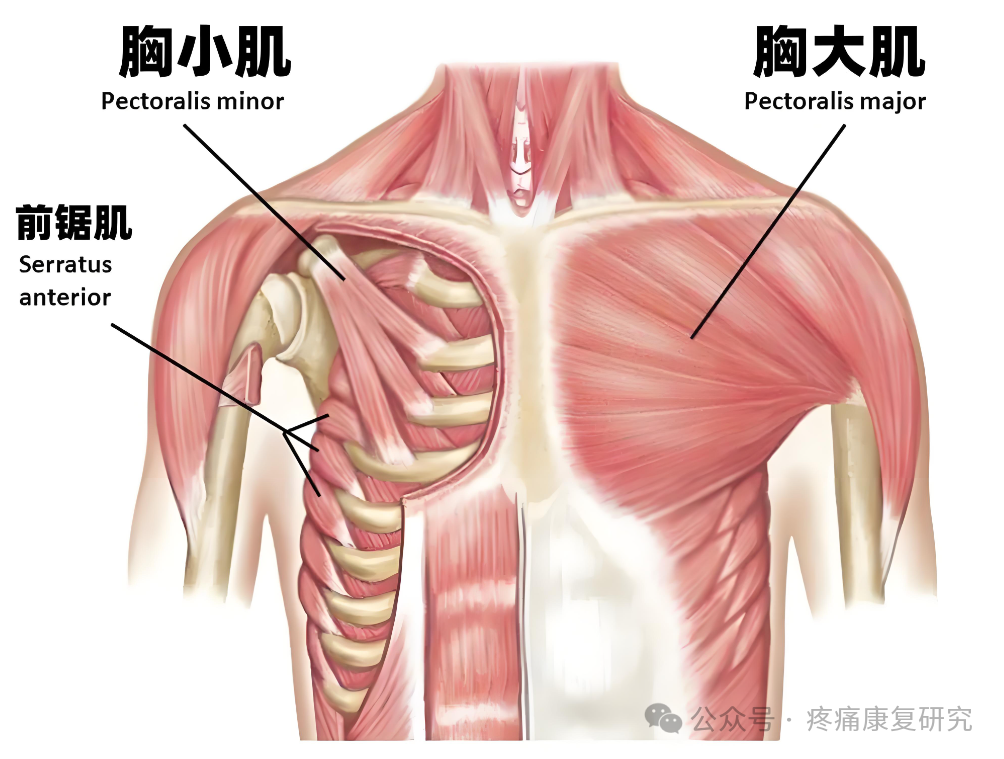 【神经反射疗法】肩痛的必治点