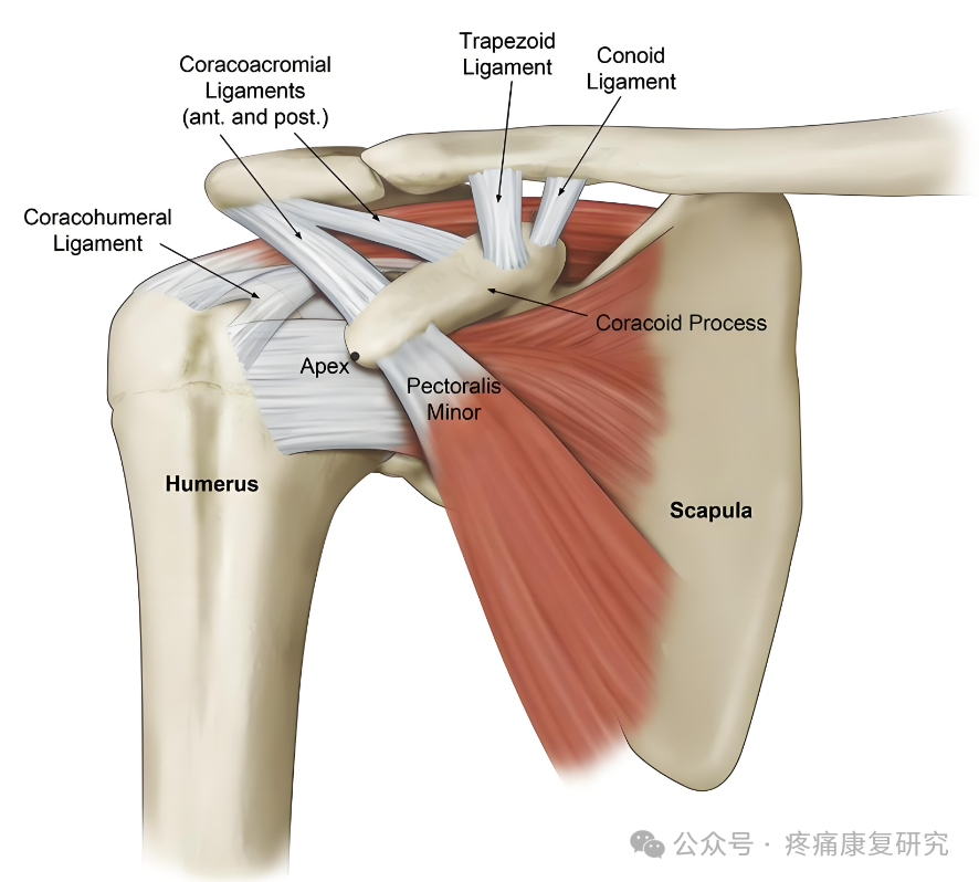 【神经反射疗法】肩痛的必治点
