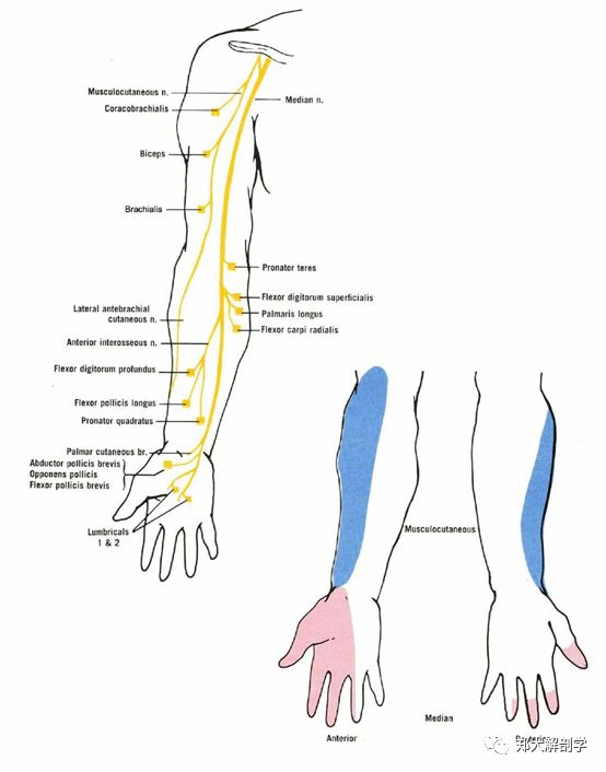 肱桡肌_肱二头肌和肱肌_喙肱肌