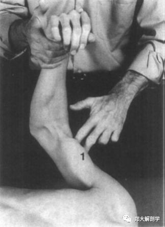 肱二头肌和肱肌_肱桡肌_喙肱肌