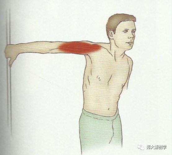 肱桡肌_喙肱肌_肱二头肌和肱肌