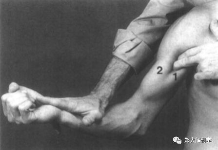 肱二头肌和肱肌_肱桡肌_喙肱肌