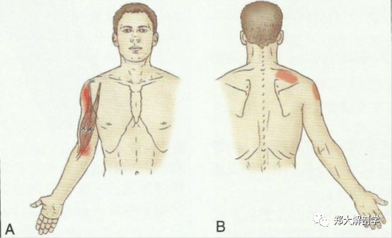 肱二头肌和肱肌_肱桡肌_喙肱肌