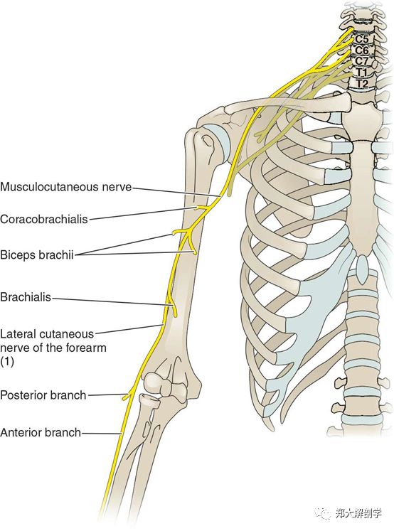 喙肱肌 每日两肌—肱二头肌和肱肌