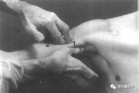 肱桡肌_肱二头肌和肱肌_喙肱肌