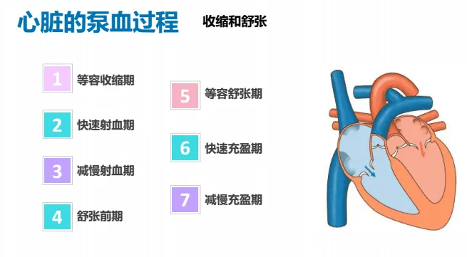 梯度压力泵怎么使用【内脏与疼痛】心脏的泵血_https://www.jmylbn.com_新闻资讯_第2张