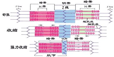 梯度压力泵怎么使用【内脏与疼痛】心脏的泵血_https://www.jmylbn.com_新闻资讯_第3张