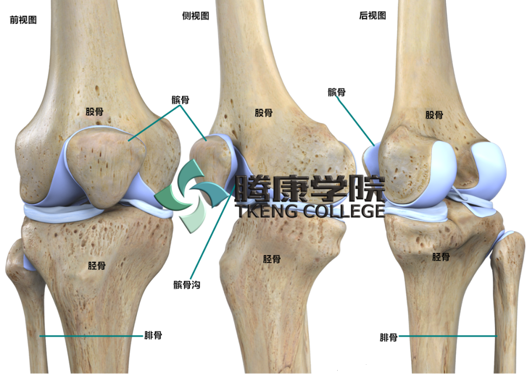 膝关节的解剖及功能 疼痛康复研究 微信公众号文章阅读 Wemp
