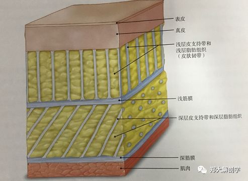 也需你的理解是错的 治疗浅筋膜真的能影响深筋膜 疼痛康复研究 微信公众号文章阅读 Wemp