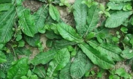 农村随处可见的苦地胆是消炎 抗癌的中药 堪称 土人参 生活常识生活妙招 微信公众号文章阅读 Wemp