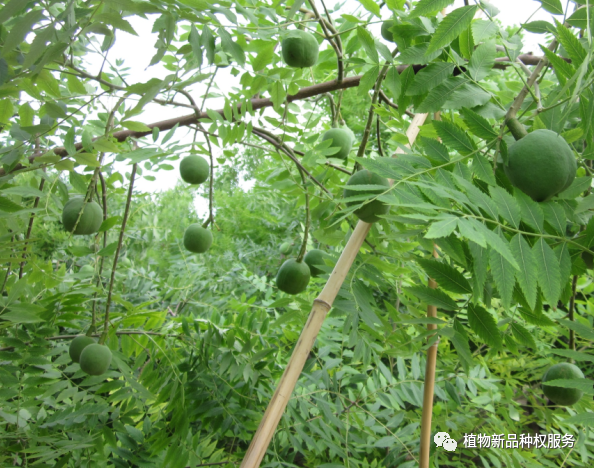 新品种8.jpg