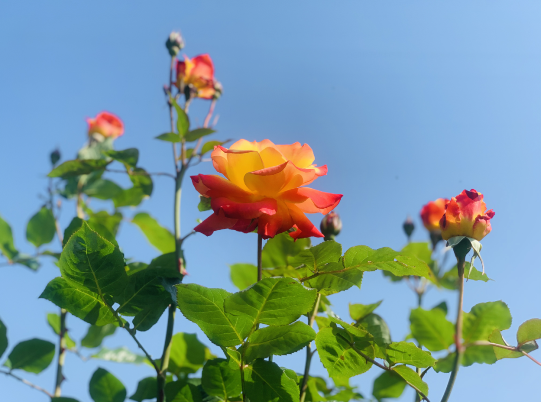 请查收『青川春日赏花计划』！