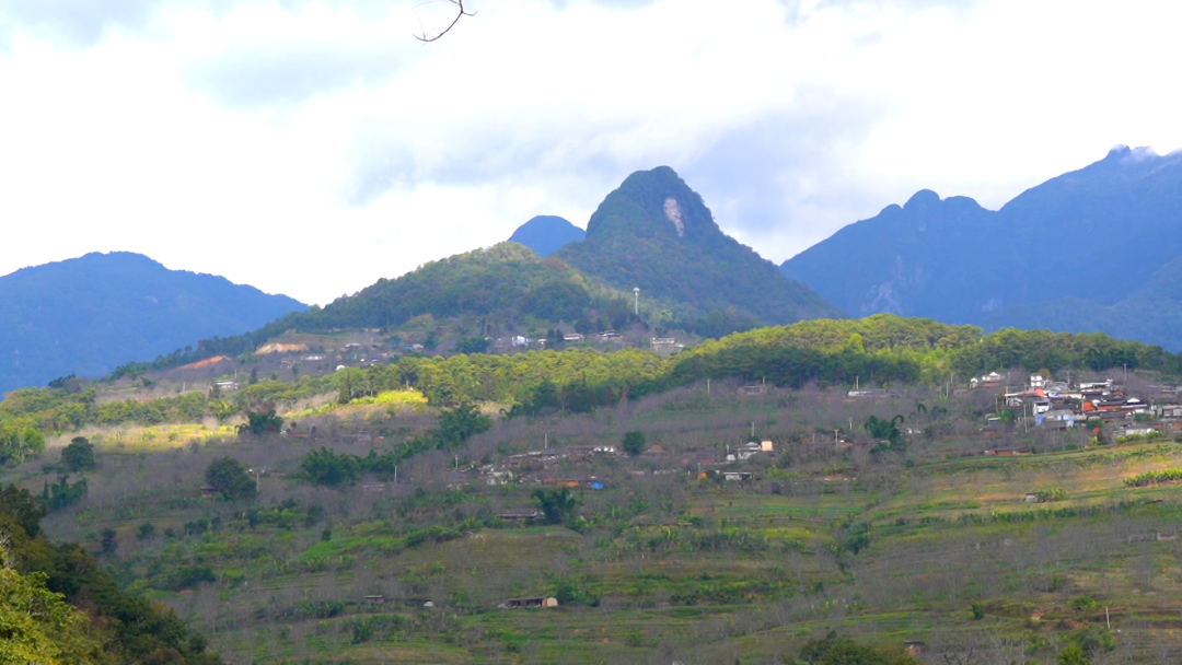 普洱景东:争春! 听无量山"茶树围地埂"物语